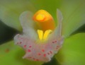 Mi orquidea