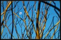 La luna entre las ramas