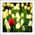 `El Tulipn`