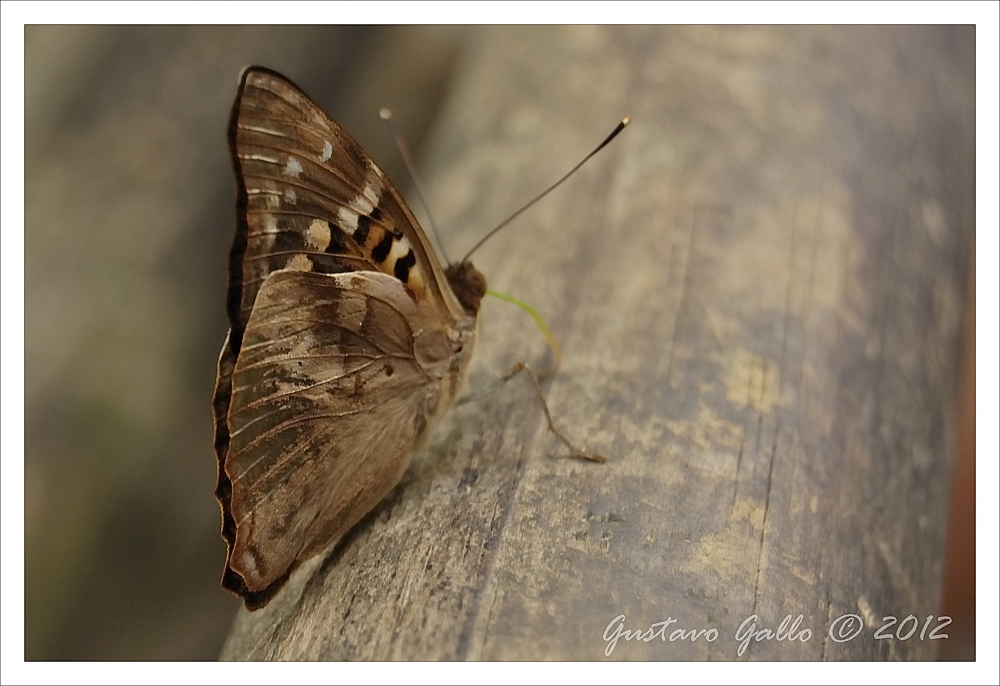 "Butterfly II" de Gustavo Gallo