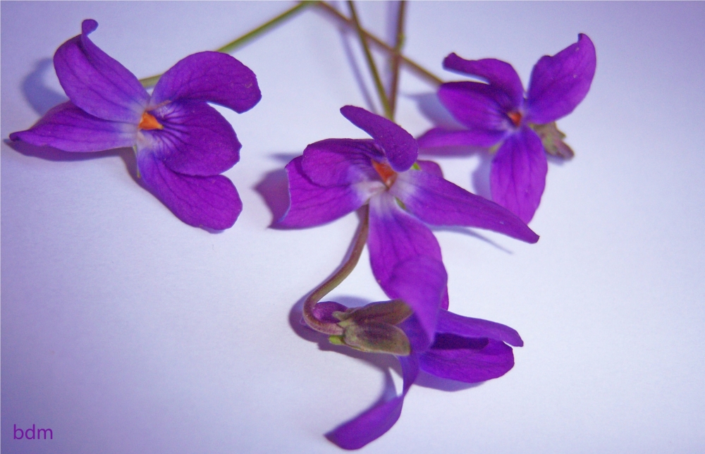 "las primeras violetas" de Beatriz Di Marzio