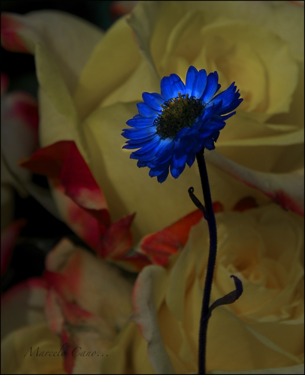 "Ella Azul.... entre rosas...." de Marcelo Nestor Cano