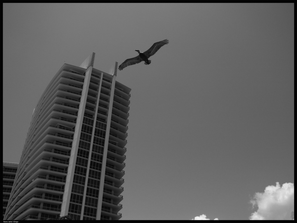 "Volando sobre la ciudad..." de Maria Isabel Hempe