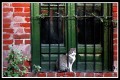 Window s cat