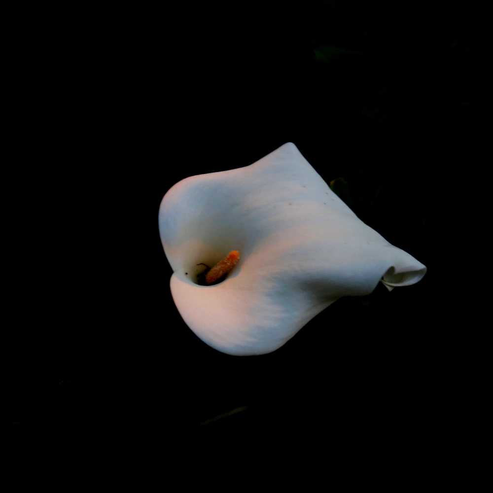 "noche en flor" de Viviana Garca