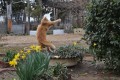Gato volador!