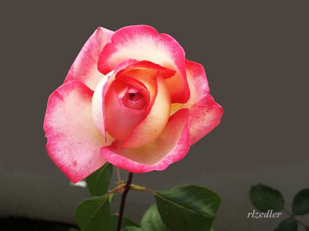 "La rosa rosa" de Ricardo Luis Zedler