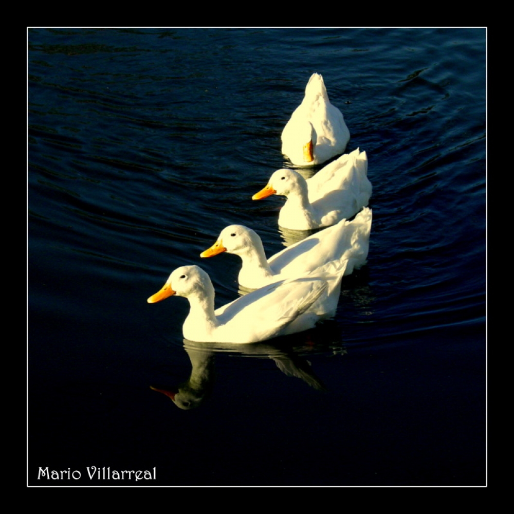 "`Patos`" de Mario Victor Villarreal