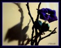 mi flor y fruto violeta...