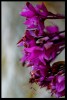 clorodendro