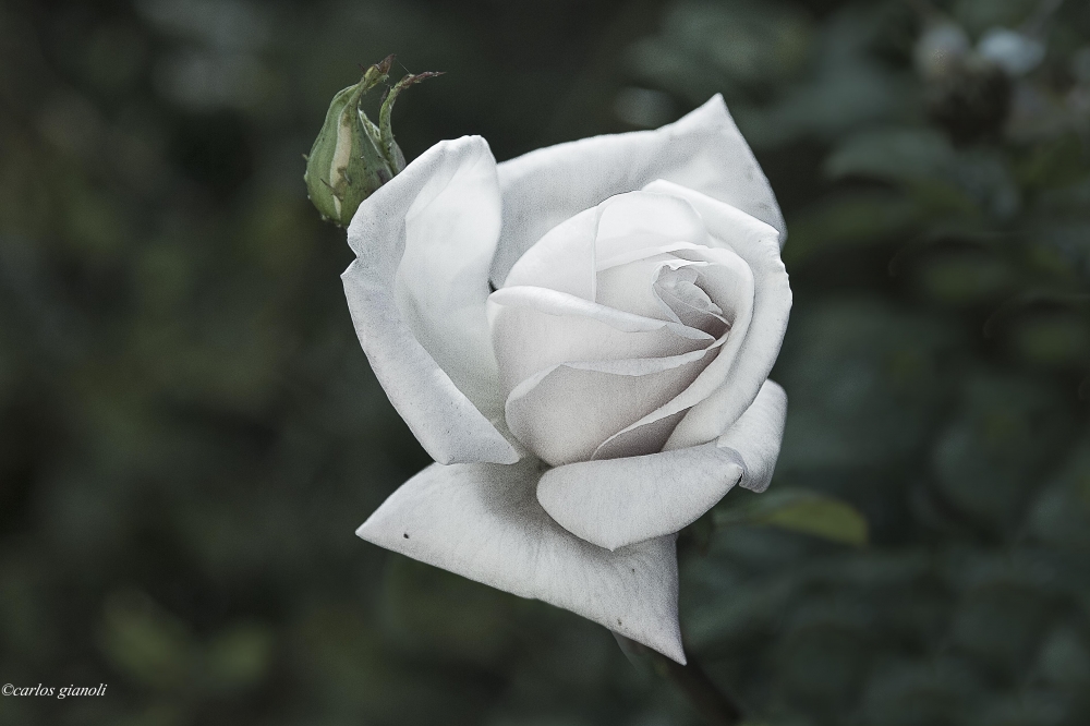 "Rosa blanca" de Carlos Gianoli