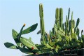 Cactus en primavera
