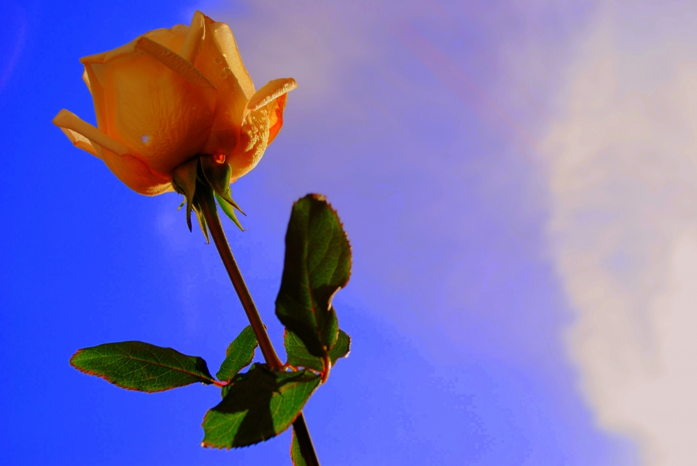 "Simplemente...una Rosa ..." de Rosa Andrada