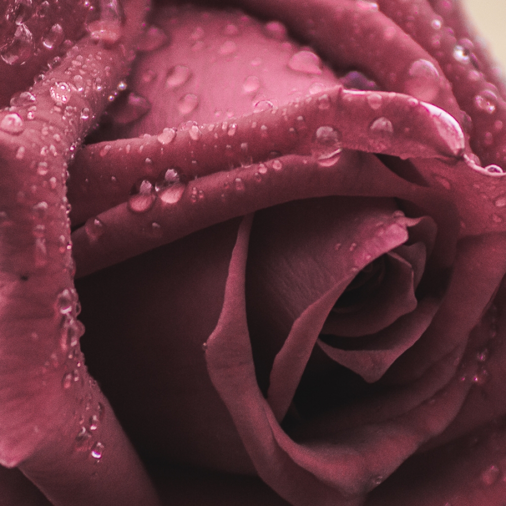 "rosa" de Walter Ribot
