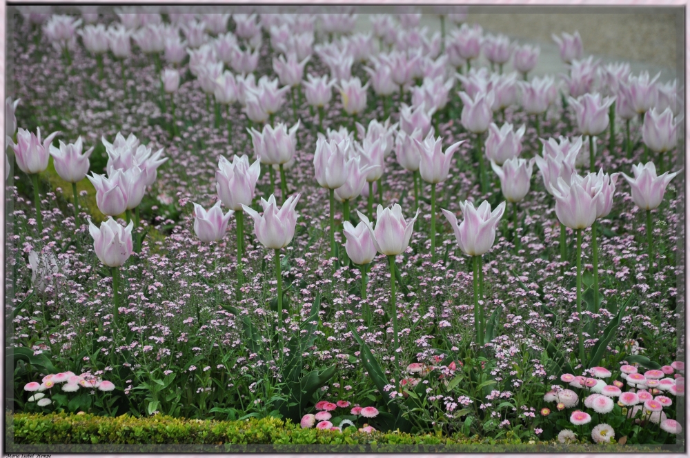 "LLuvia de tulipanes..." de Maria Isabel Hempe