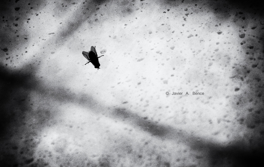 "La mosca en el vidrio" de Javier Bence