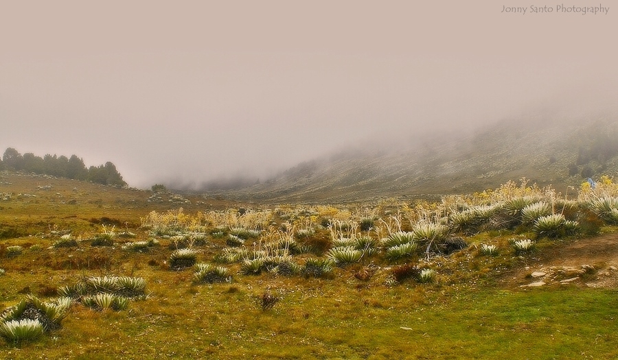 "Frailejones en la Niebla" de Jonny Santo