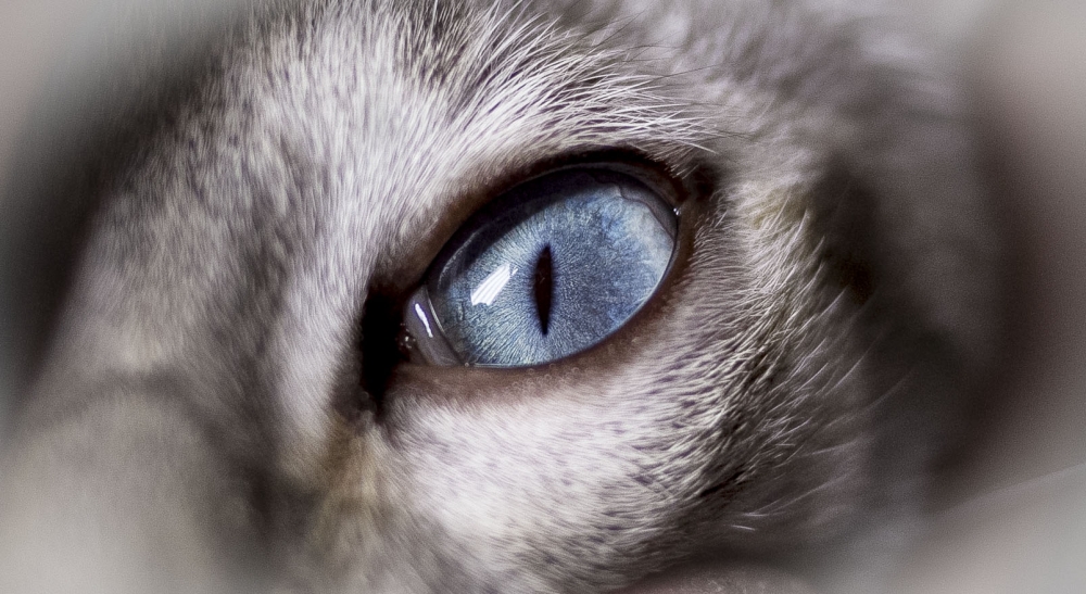"ojo e` gato" de Ricardo Wychlo