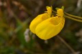 Calceolaria tenella