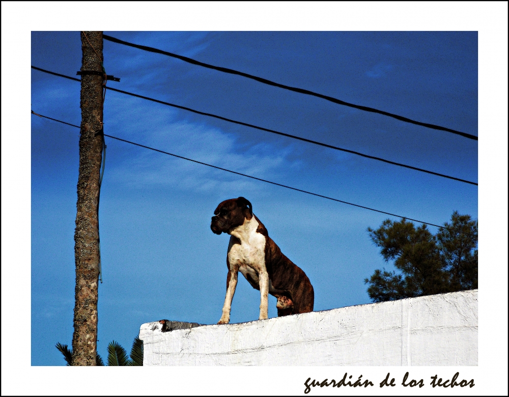 "guardin de los techos" de Claudia Rios