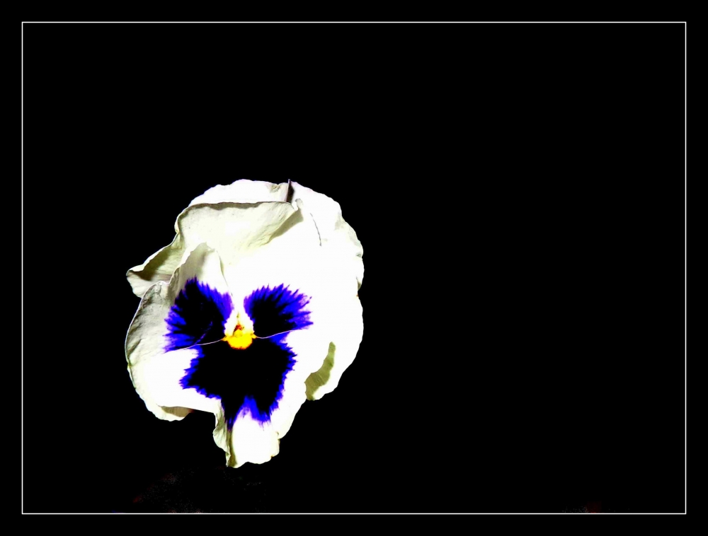 "oler flores en la oscuridad" de Ricardo Picco