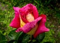 La belleza de una rosa