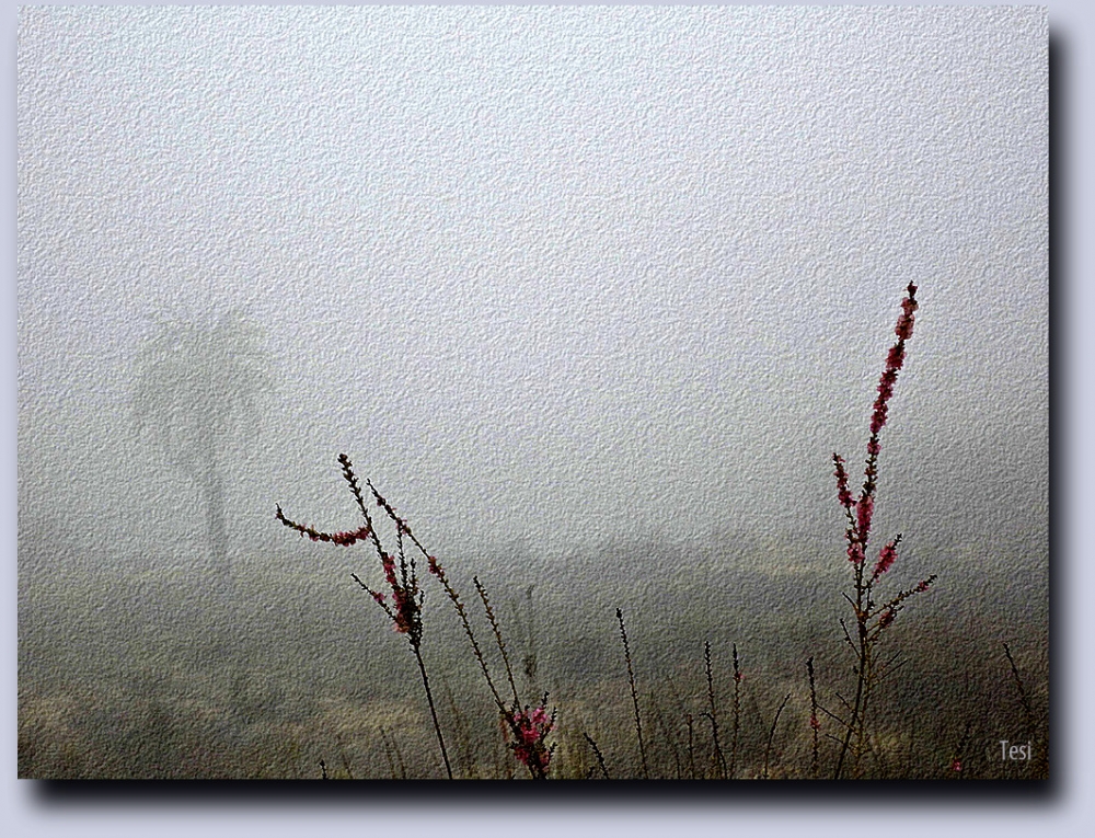 "Sola en la niebla" de Tesi Salado