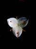 florcita blanca