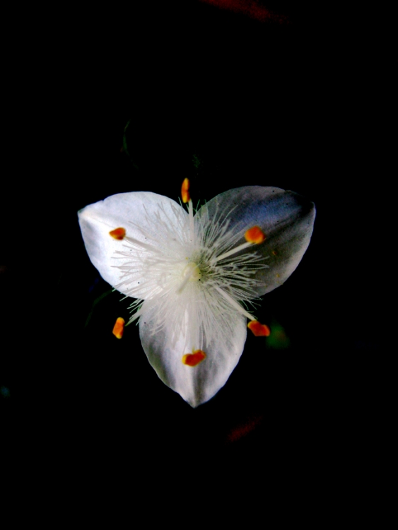 "florcita blanca" de Jorge Mariscotti (piti)