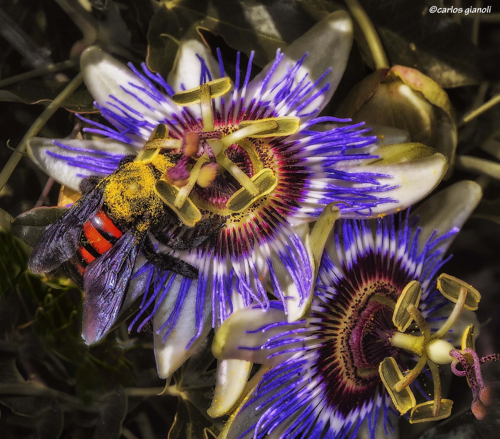 "Sociedades: la flor y el abejorro." de Carlos Gianoli