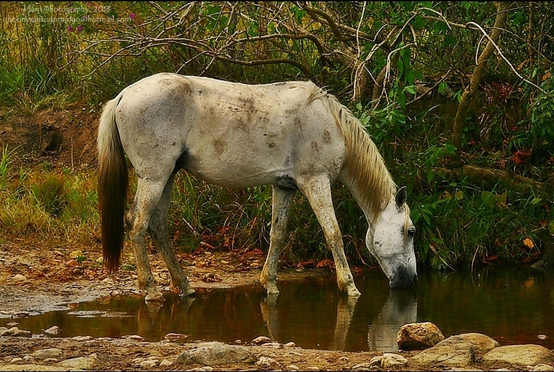 "The Horse" de Jonny Santo