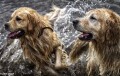 Perros de agua