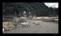 Camino de ovejas