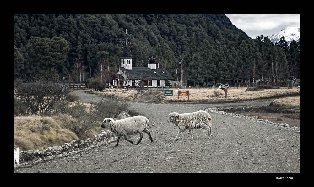 "Camino de ovejas" de Javier Adam