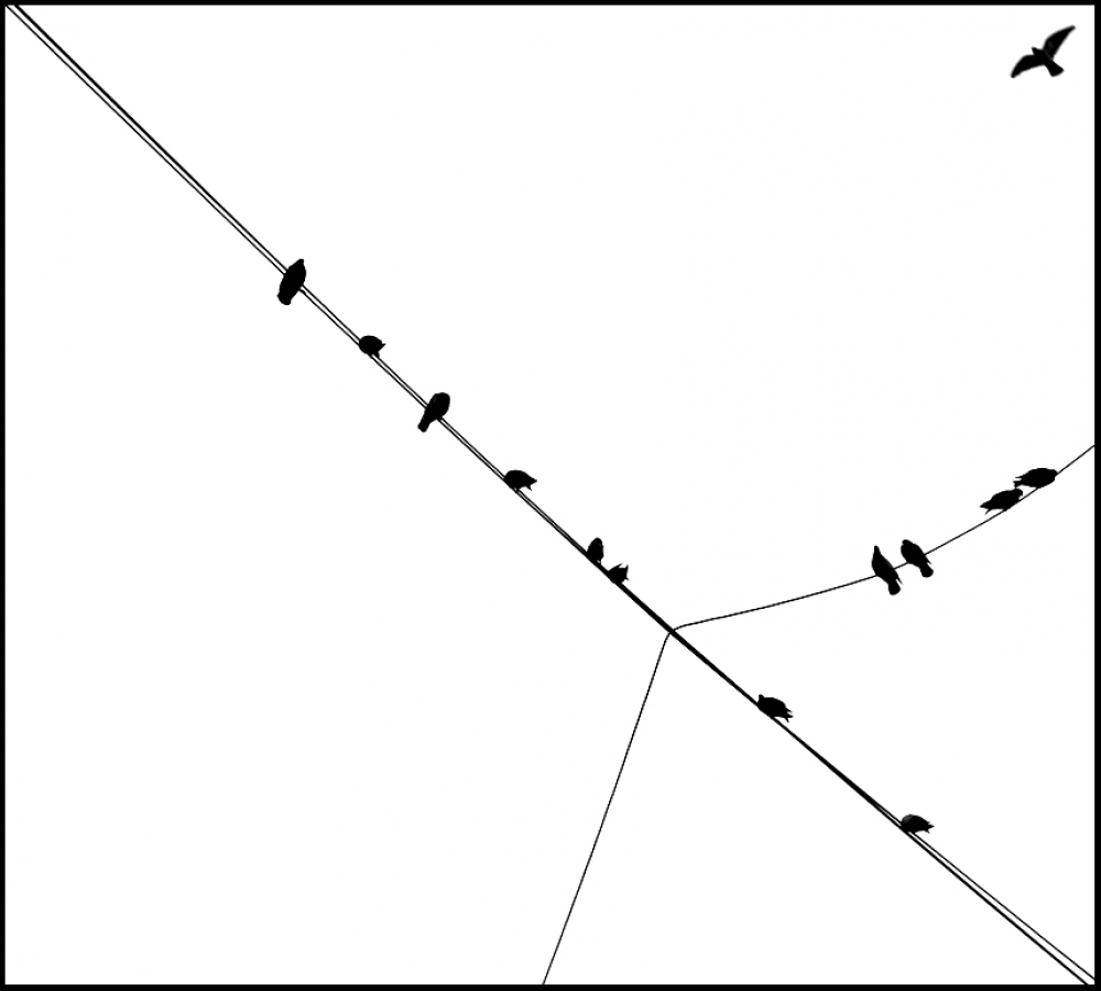 "palomas II" de Jorge Mariscotti (piti)