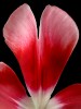 ptalo de tulipn