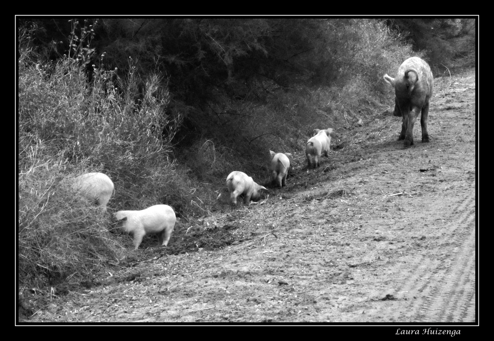 "Cerdos en el camino" de Laura Noem Huizenga