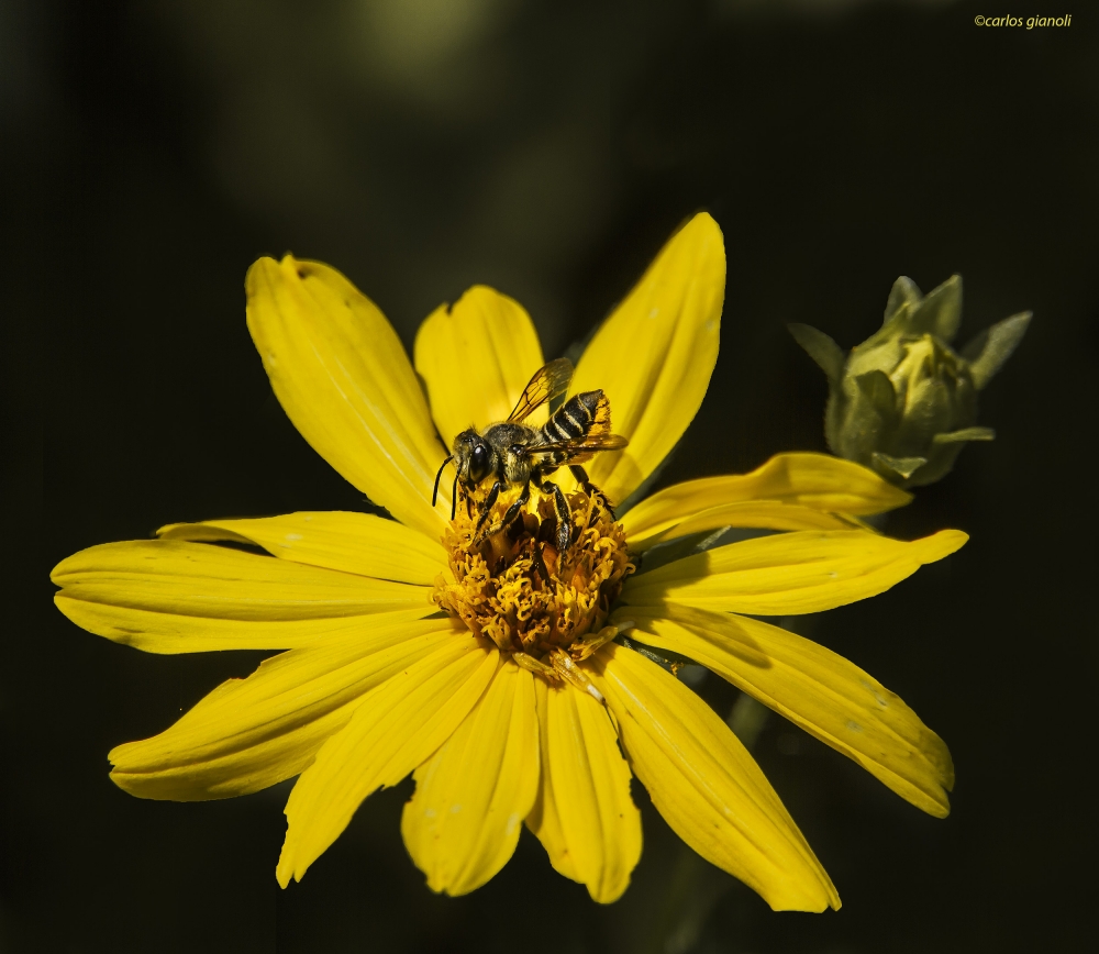 "Amarilla y abeja" de Carlos Gianoli