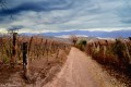 el camino del viñedo