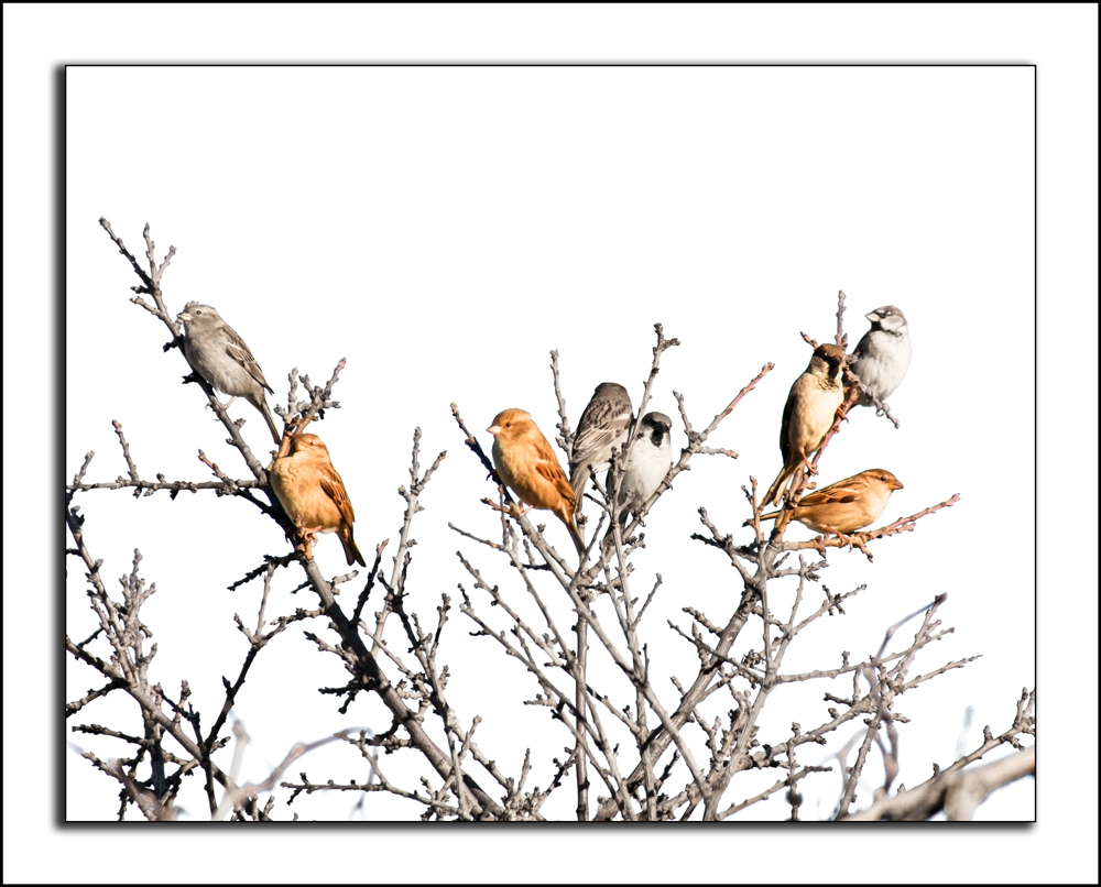 "A donde van las aves cuando mueren?" de Robinson Palleres