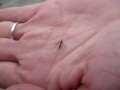 Un mosquito en mi mano