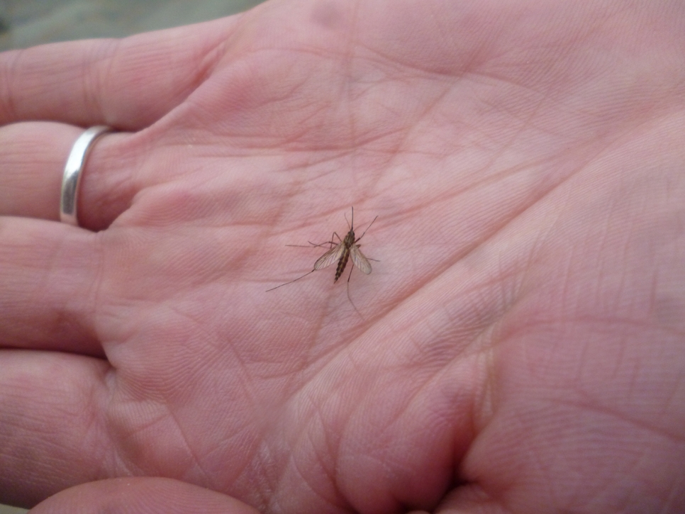"Un mosquito en mi mano" de Sandra Ramirez