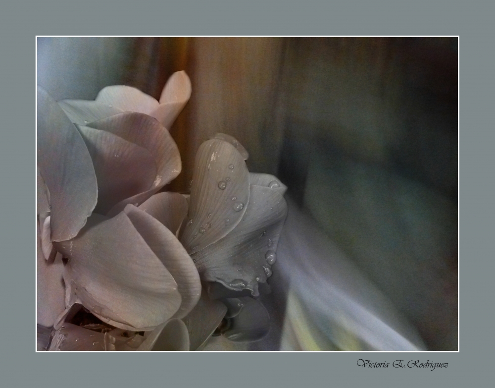 "Violetas en roco" de Victoria Elisa Rodriguez