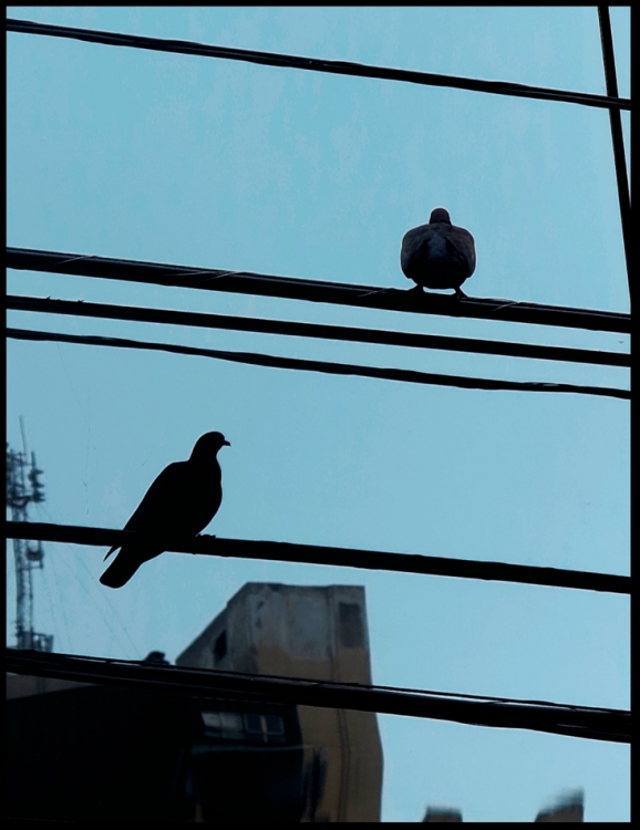 "The birds" de Jorge Vicente Molinari