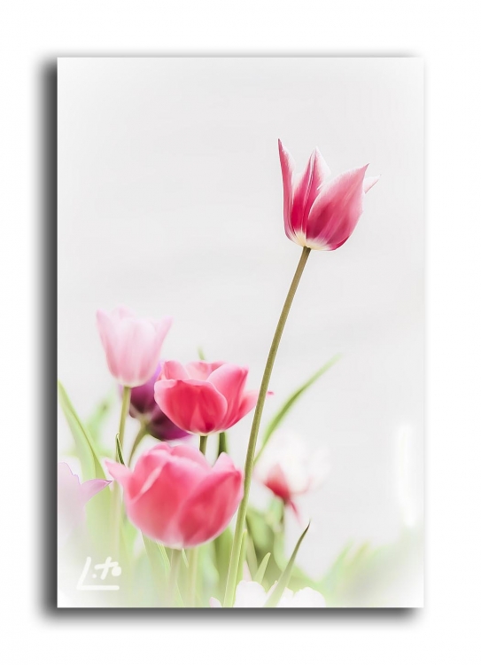 "Tulipanes" de Angel Triana