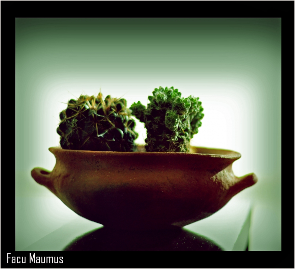 "cactus" de Facundo Maumus