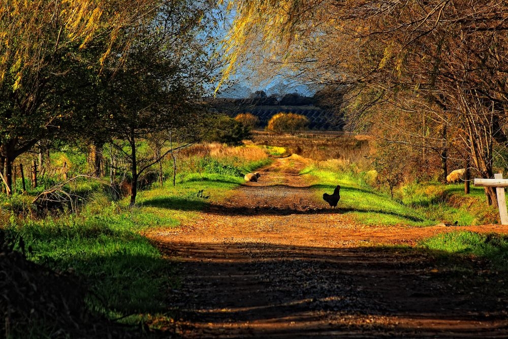 "un camino rural" de Stella Maris Kippke