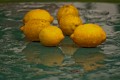 lemons in the rain