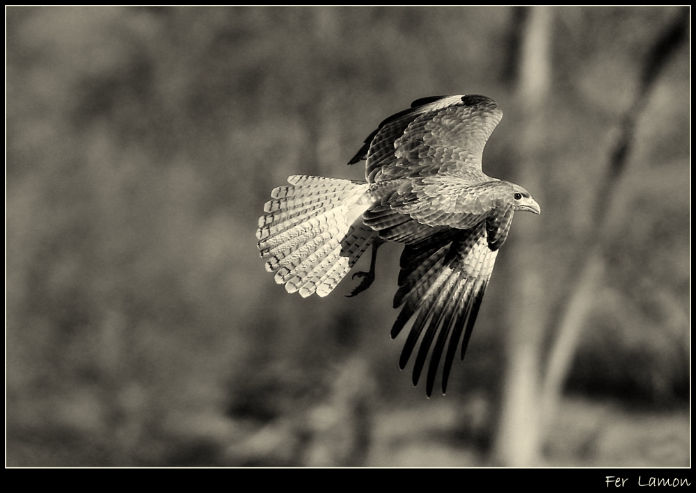 "Vogio Volare ...." de Fer Lamon