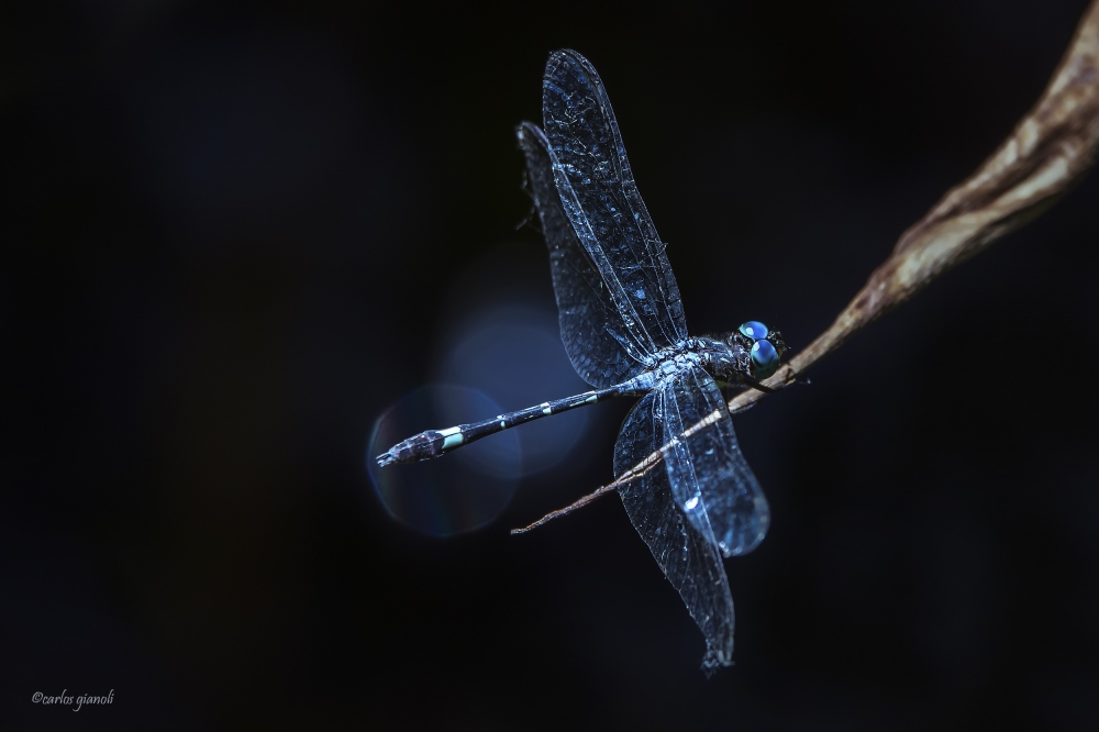 "Blue dragonfly" de Carlos Gianoli